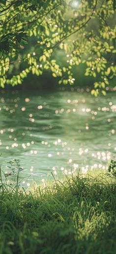 the sun shines brightly through the trees over the water's edge as it reflects on the grass