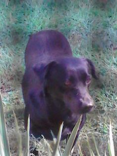 a black dog is sitting in the grass