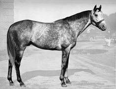 an old photo of a horse standing in the dirt