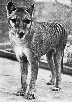 an old black and white photo of a dog standing in front of a chain link fence