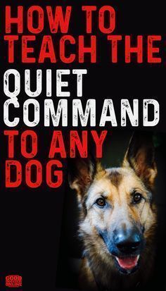 the cover of how to teach the quiet command commandman to any dog, with an image of a german shepherd's face