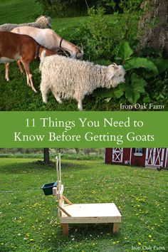 goats and sheep grazing in a field with the title 11 things you need to know before getting goats