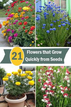 flowers that grow quickly from seeds in pots