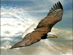 an eagle flying through the air with its wings spread out and it's head above the clouds