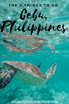 a turtle swimming in the ocean with text overlay that reads top 5 things to do ce