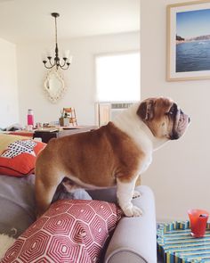 a brown and white dog standing on top of a couch