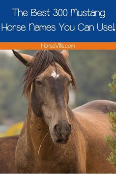 the best 300 mustang horse names you can use