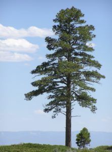 a lone tree in the middle of a field