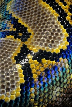 a close up view of the skin of a snake's head with blue, yellow and black patterns