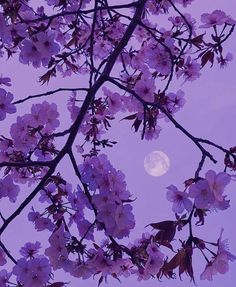 the full moon is seen through some pink flowers on a tree branch in front of a purple sky