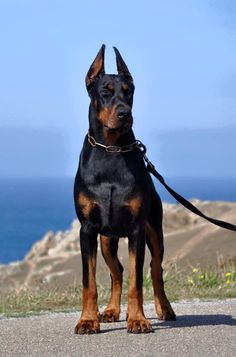 a black and brown dog standing on top of a cement road next to the ocean