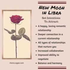 a red rose with the words new moon in libra