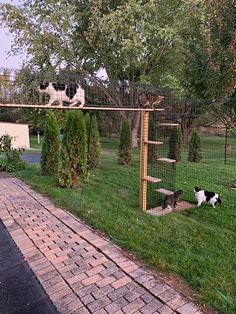 two cats are sitting on top of a cat enclosure in the grass near a brick walkway