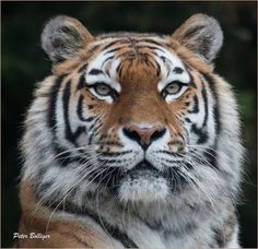 a close up of a tiger's face with trees in the background