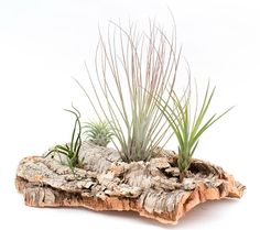 an air plant is sitting on top of a piece of driftwood with grass growing out of it