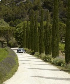 a car driving down a road lined with tall, thin trees and lavender bushes in the foreground