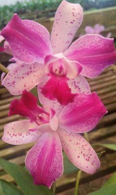 pink and white orchids blooming in the garden