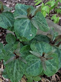 some very pretty green plants in the dirt