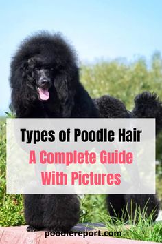 a black poodle standing in the grass with its tongue out and text overlaying it