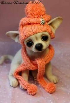 a small chihuahua dog wearing an orange knitted hat and scarf