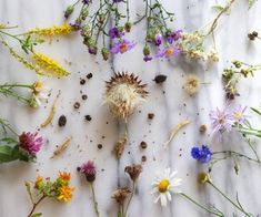 wildflowers and other flowers are scattered on a white surface, including one in the center