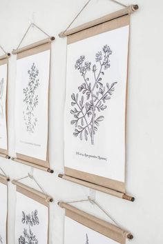 four framed botanical prints hanging on a wall