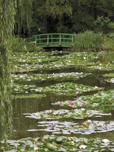 a pond with lily pads and a bridge in the background