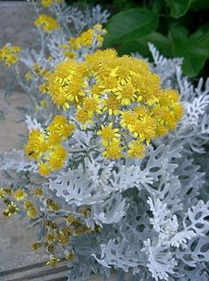 some yellow and white flowers are in a pot