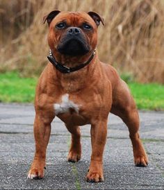 a brown and white dog standing on top of a road