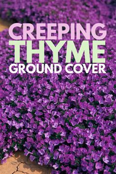 purple flowers with the words creeping thyme ground cover in front of it and an image of