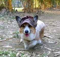 a corgi dog wearing a hat in the woods