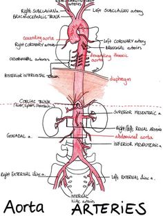 diagram of the human body and its major structures labeled in red on a white background