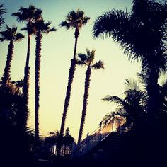 palm trees are silhouetted against the sunset in this photo, with stairs leading up to them