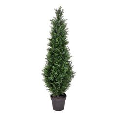 a tall potted tree in a black planter