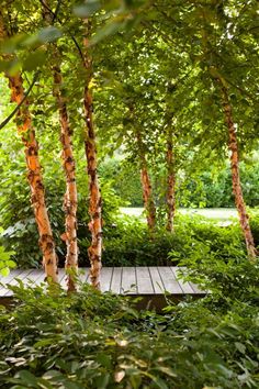 a wooden bench sitting between two tall trees