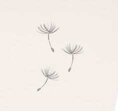 two dandelions blowing in the wind on a white background