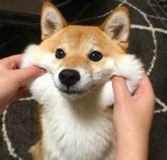 a small dog being petted by someone's hand on the floor in front of him