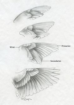 three different types of wings with the names and description in each wing, from top to bottom