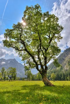 the sun shines brightly on a tree in a field with mountains in the background