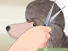 a poodle being cut by someone with scissors