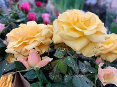 yellow and pink roses with green leaves in the foreground, surrounded by other flowers