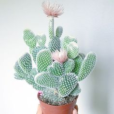 a hand holding a potted cactus with white flowers on it's top and bottom