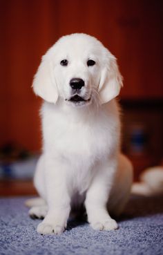 a white dog sitting on top of a blue carpet