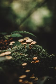 small mushrooms growing on the side of a mossy tree