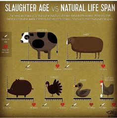 a poster with different types of animals on it's sides and the words slaughter age vs natural life span