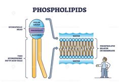 a diagram showing the process of photoshopping from water to cell phone, and how it works