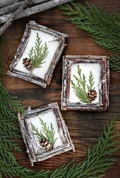 three pine cones are placed in an old frame on a table next to evergreen branches