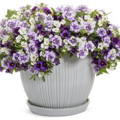 purple and white flowers are in a pot