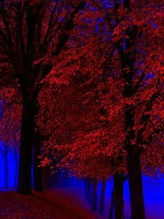 trees with red leaves on the ground and blue sky in the background at night time