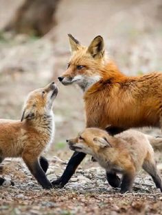 a group of foxes playing with each other